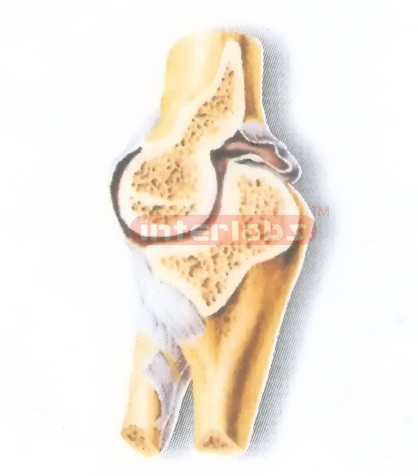 HUMAN SAGITTAL SECTION OF THE ELBOW JOINT MODEL (SHOWING THE NUMEROULNAR JOINT)